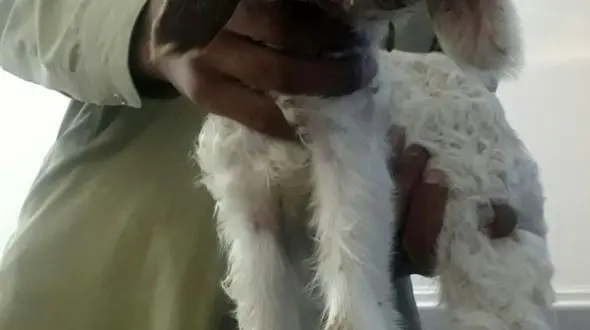 ‌تولد بره‌ای عجیب که ۳ زبان دارد / در هیرمند زاهدان رخ داد + عکس