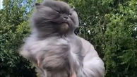 جولان موهای گربه در باد / فیلم