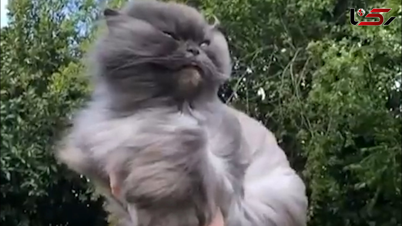 جولان موهای گربه در باد / فیلم