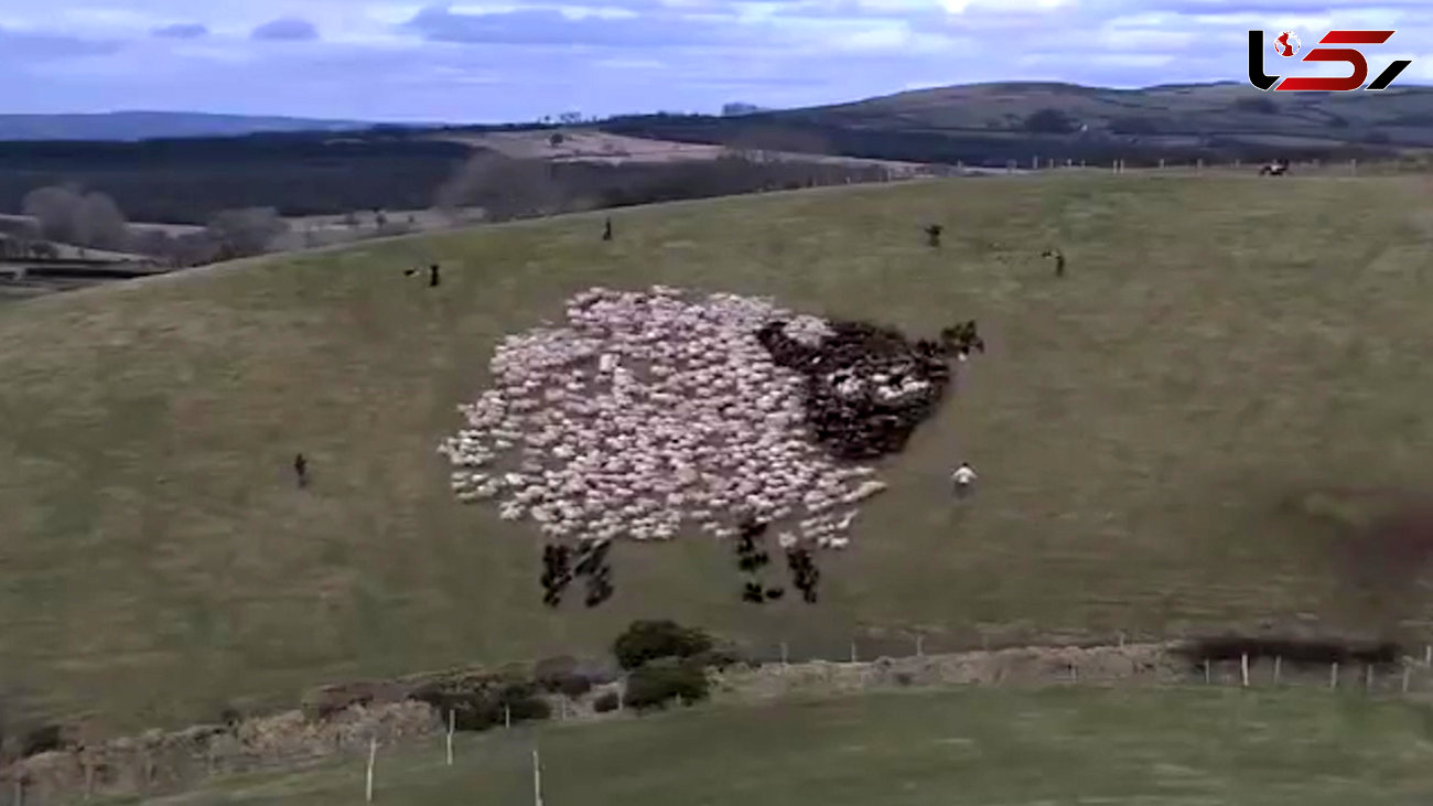 نمایش جالب و شگفت انگیز با استفاده از یک گله گوسفند + فیلم