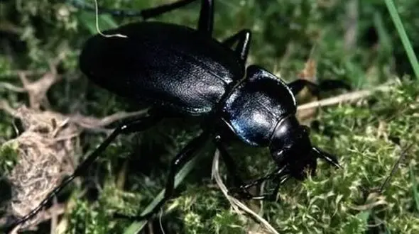 هجوم سوسک های سیاه به استان البرز