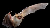 خبر ترسناک / کشف 6 ویروس دیگر از خفاش ها
