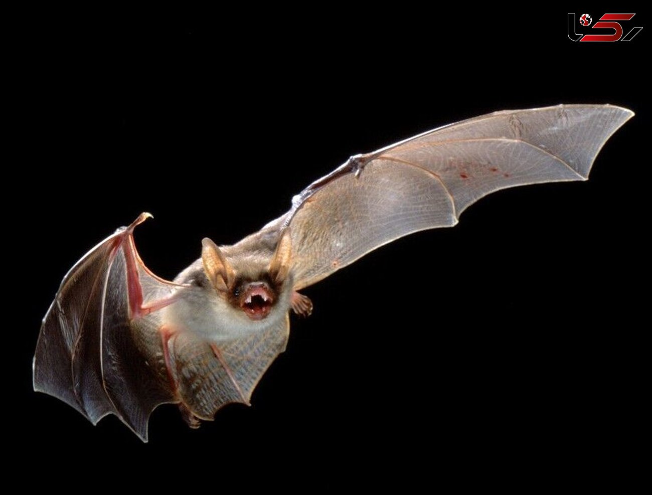 خبر ترسناک / کشف 6 ویروس دیگر از خفاش ها