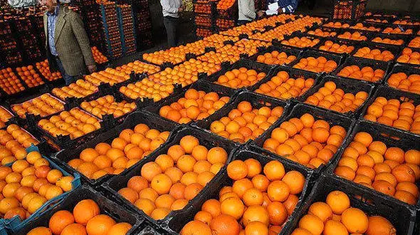 پرتقال ارزان شد