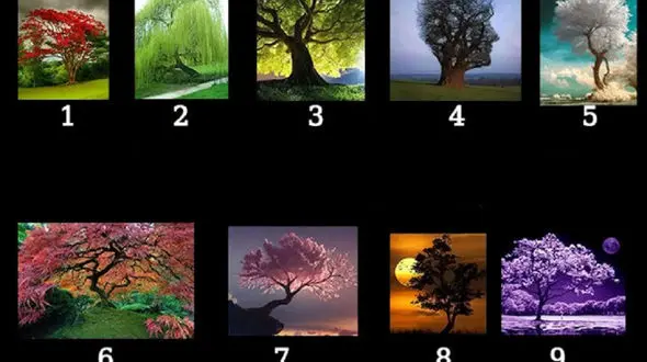 تست شخصیت / یکی از درخت ها را انتخاب کن تا بگویم چه شخصیتی داری!؟