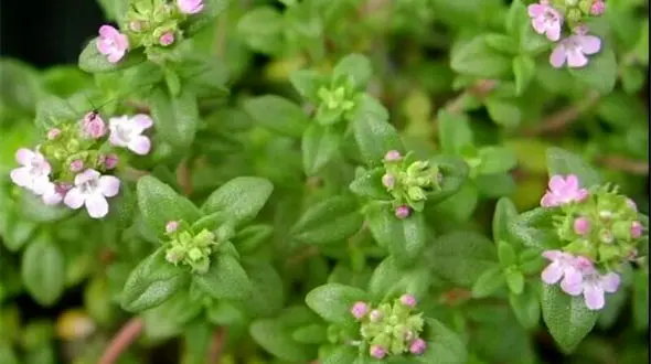 آویشن رفیق زنان + دلایل 