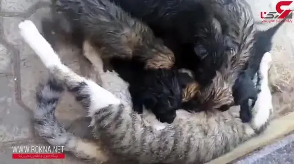شیر دادن گربه به توله سگ‌هایی که مادرشان را از دست داده‌اند + فیلم