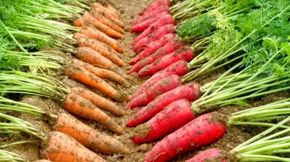 کشف گنج نفیس در باغ هویج / از گردنبد برنزی تا مهره های کهربا 