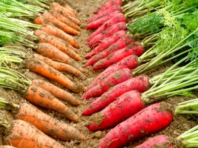 کشف گنج نفیس در باغ هویج / از گردنبد برنزی تا مهره های کهربا 