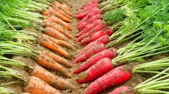 کشف گنج نفیس در باغ هویج / از گردنبد برنزی تا مهره های کهربا 
