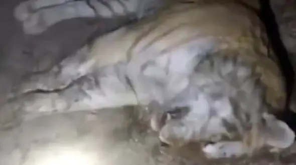 3 شیر جنگل و یک ببر را زجرکش  کردند !+ تصاویر و جزییات