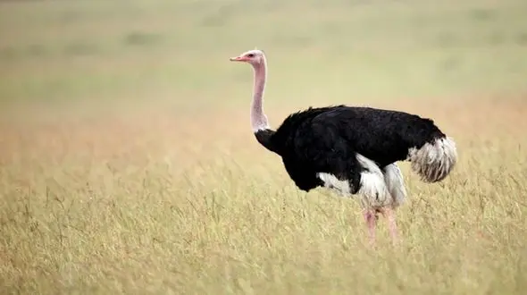 فرار یک شتر مرغ وسط اتوبان ! + فیلم