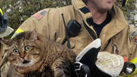 چهره بامزه گربه ای که از خانه ای در آتش  نجات یافت