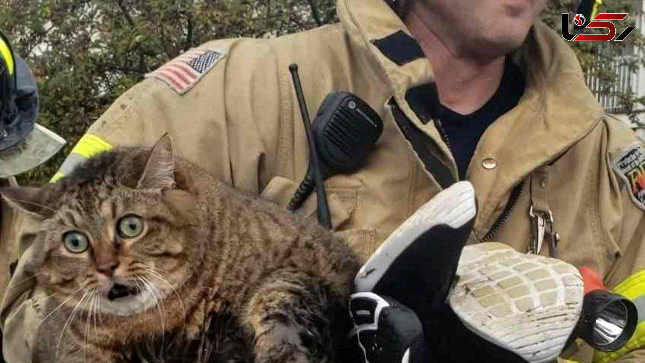 چهره بامزه گربه ای که از خانه ای در آتش  نجات یافت