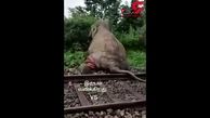 لحظه تصادف وحشتناک قطار با حیوان غول پیکر+فیلم
