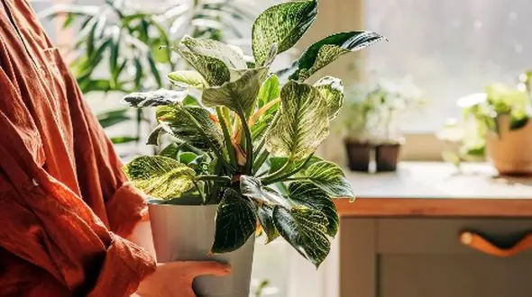 راز فراری دادن عنکبوت‌ ها از خانه با 5 گیاه شگفت‌ انگیز + عکس