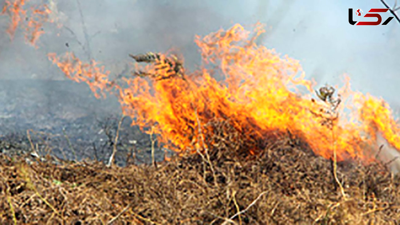 سه ماه تا ۱۰ سال زندان برای آتش افروزی در جنگل‌ها