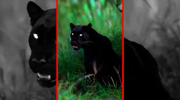 فیلم ابهت جگوار سیاه در جنگل