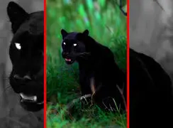 فیلم ابهت جگوار سیاه در جنگل