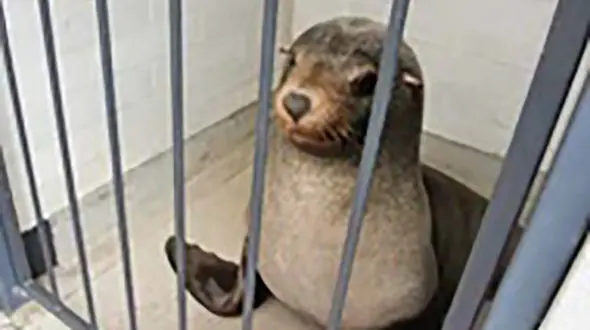 این فک دریایی را اذیت نکنید / این حیوان به گورستان پناه برد+عکس