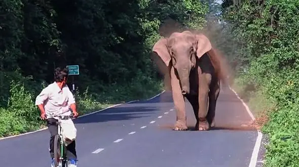 یورش فیل به مرد دوچرخه سوار برای عبور خانواده اش از خیابان+فیلم و عکس