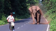 یورش فیل به مرد دوچرخه سوار برای عبور خانواده اش از خیابان+فیلم و عکس