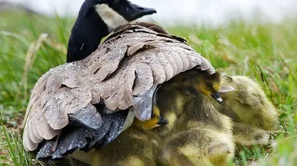 عکس زیبا از پناه جوجه ها در زیر بال های غاز وحشی