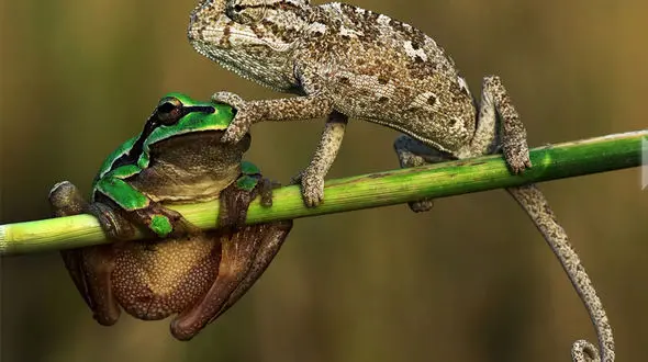 آفتاب پرست: دهنتو ببند قورباغه!