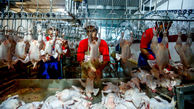 قیمت گوشت مرغ در بازار