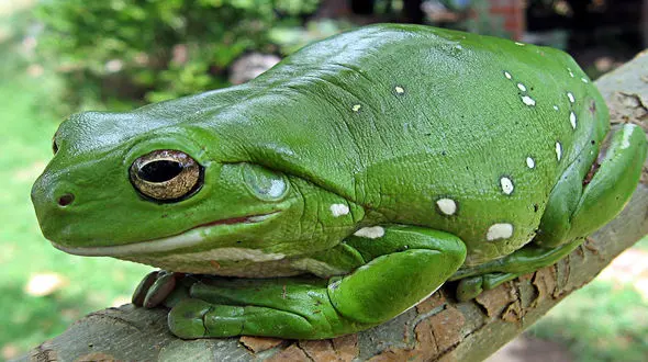 این قورباغه بی آب و غذا هم زنده می ماند + فیلم