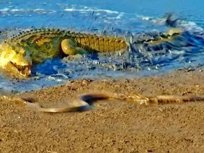 مستند متفاوت حیات وحش: نبرد کروکودیل با مار سیاه / فیلم