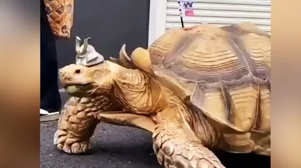 دوستی 25 ساله یک مرد با لاک پشت + فیلم 