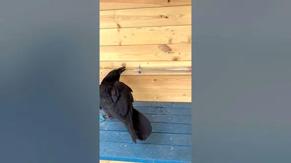 ببینید / هوش و ذکاوت باورنکردنی این کلاغ در حل معما را ببینید+فیلم