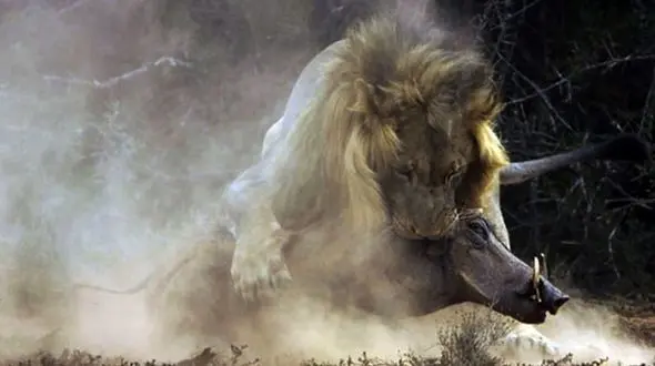 فیلم لحظه دریده شدن گرازها توسط یک گله شیر