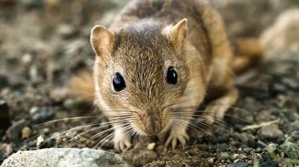 رقاص ترین حیوان دنیا که هرگز معتاد نمی شوند+عکس 