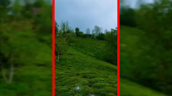 فیلم تصویر هوایی از سرسبزی لاهیجان