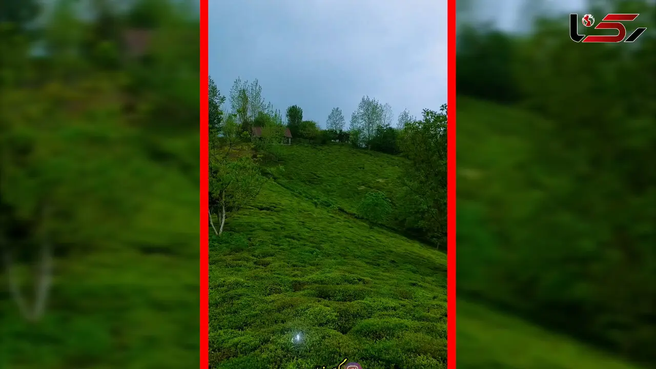 فیلم تصویر هوایی از سرسبزی لاهیجان