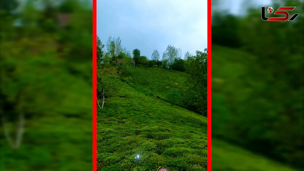 فیلم تصویر هوایی از سرسبزی لاهیجان