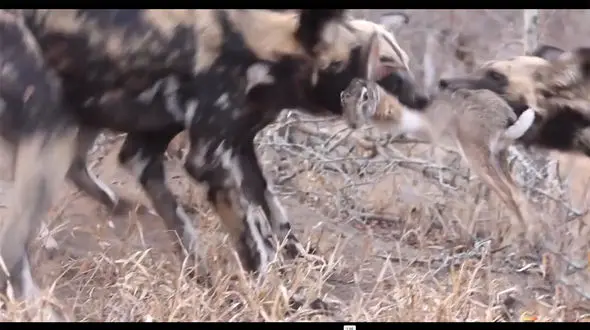 ببینید / صحنه بسیار دلخراش حمله سگ ها به خرگوش، زنده زنده لَت و پارش کردن + فیلم