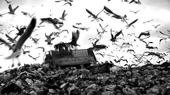 نابودی 80 درصد جمعیت حیات وحش ایران بر اثر فقر / حیات وحش فقیر ایران اگر می توانستند،مهاجرت می کردند