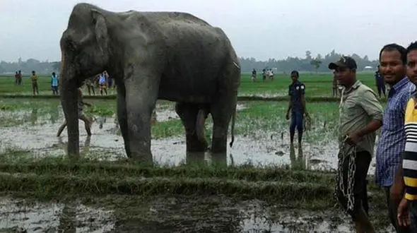 قهرمان بنگال بعد از نجات یافتن از سیلاب جان سپرد+عکس