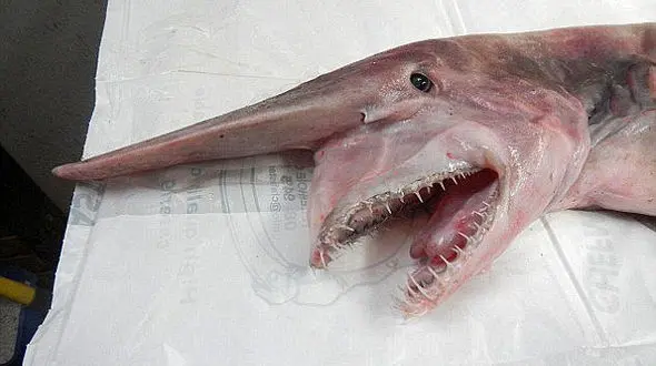 کشف موجود عجیب الخلقه دریایی + عکس