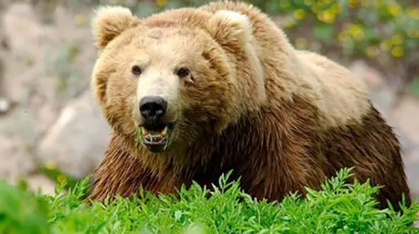 حمله یک قلاده خرس وحشی به چوپانی در بروجن