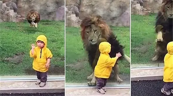حمله نافرجام شیر به  کودک دو ساله +فیلم و عکس