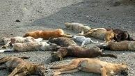 افراد ناشناس 20 سگ را در تبریز قتل عام کردند + عکس