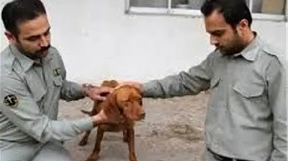 دستگیری مردی به جرم حیوان‌آزاری+عکس