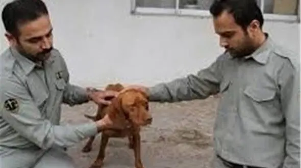 دستگیری مردی به جرم حیوان‌آزاری+عکس