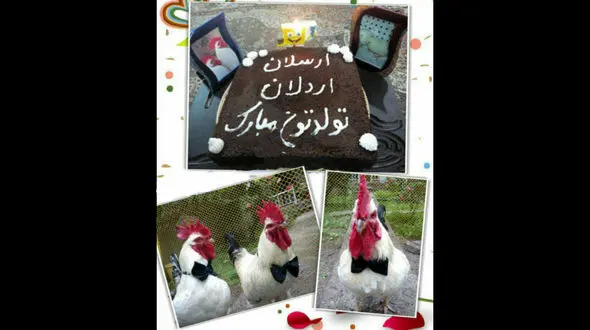 برگزاری مراسم عجیب تولد برای 2 خروس در کشور! + عکس 