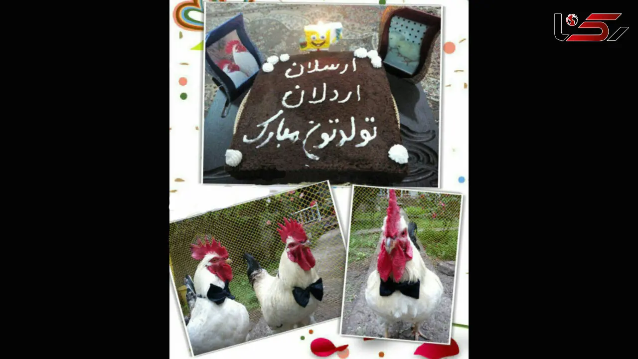 برگزاری مراسم عجیب تولد برای 2 خروس در کشور! + عکس 