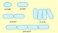 باسیل چیست؟ انواع، ویژگی‌ ها و بیماری‌ ها به زبان ساده